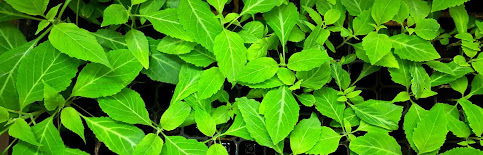 growing-salvia-divinorum-plants.jpg